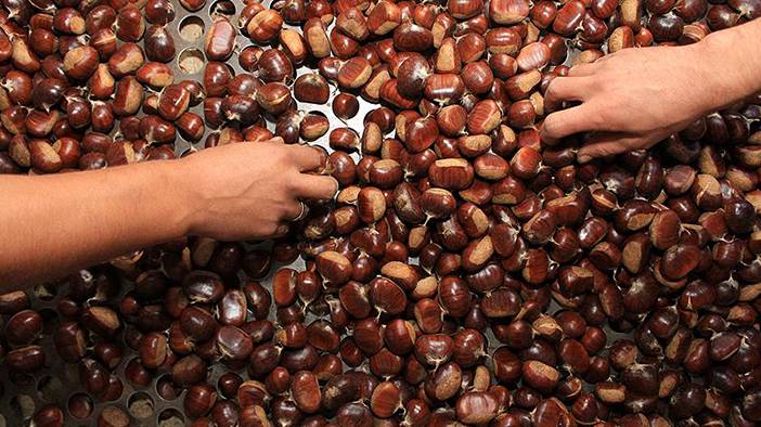 Pişince köpürüyorsa sakın yemeyin! Gerçek kestane nasıl anlaşılır? 10